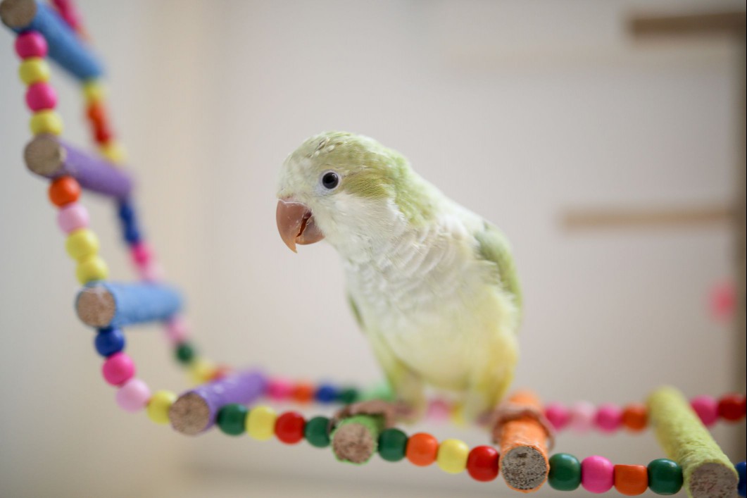 A Baby Quaker Parrot Plays Happily