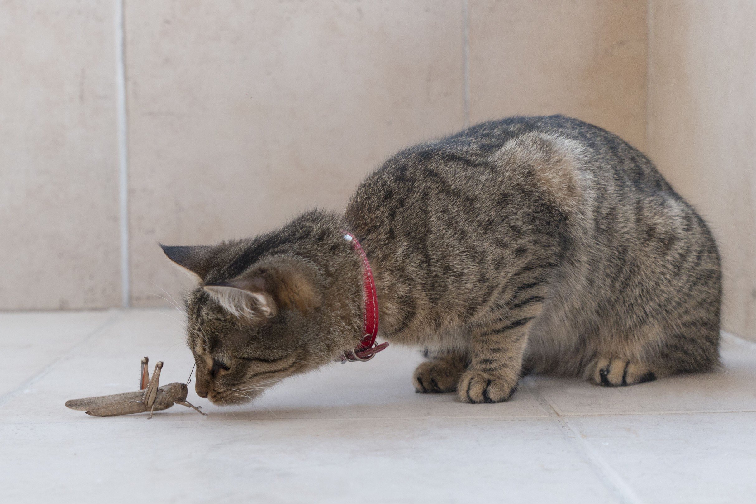Cat and Grasshopper Facing Off