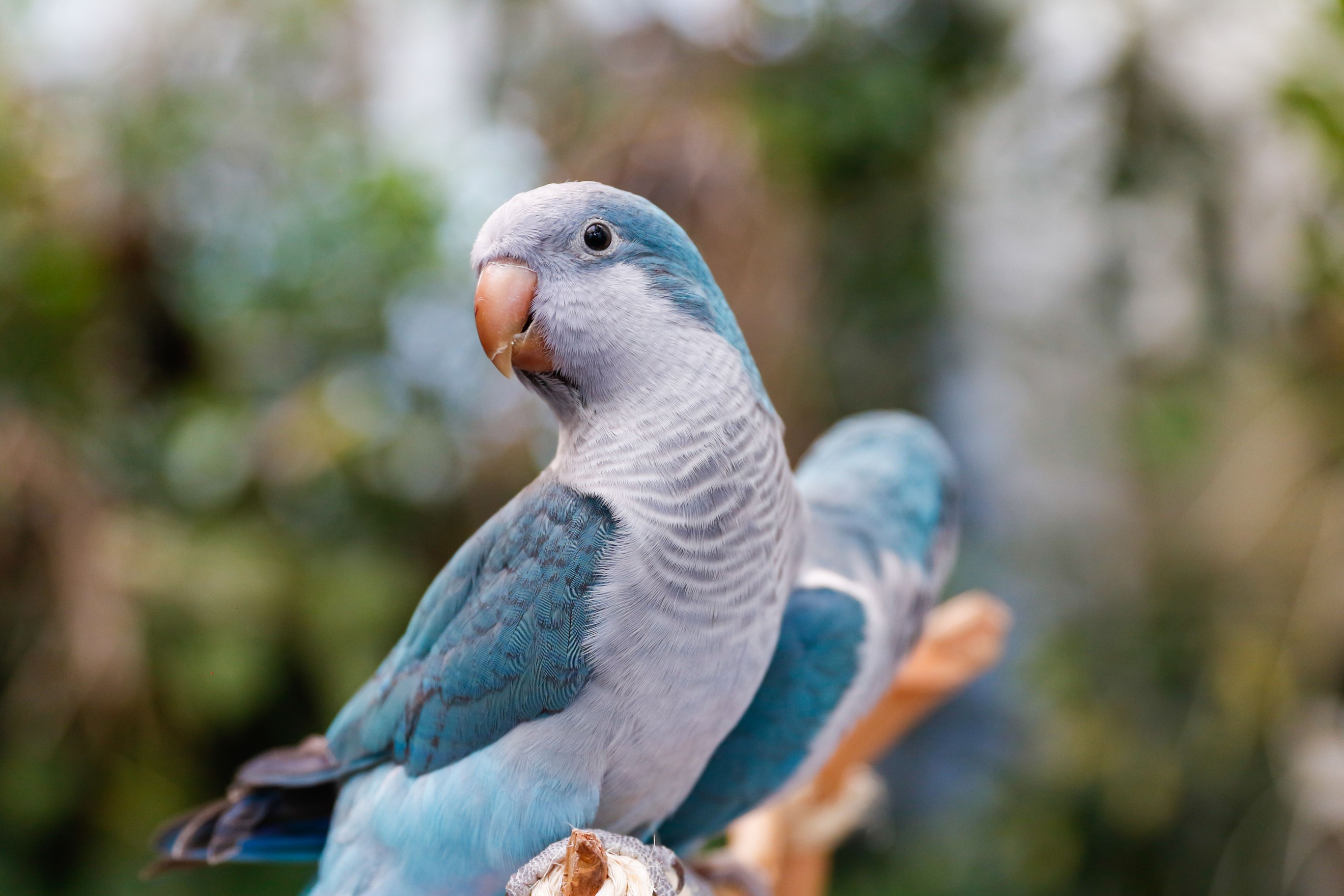 Quaker parrot in an aviary