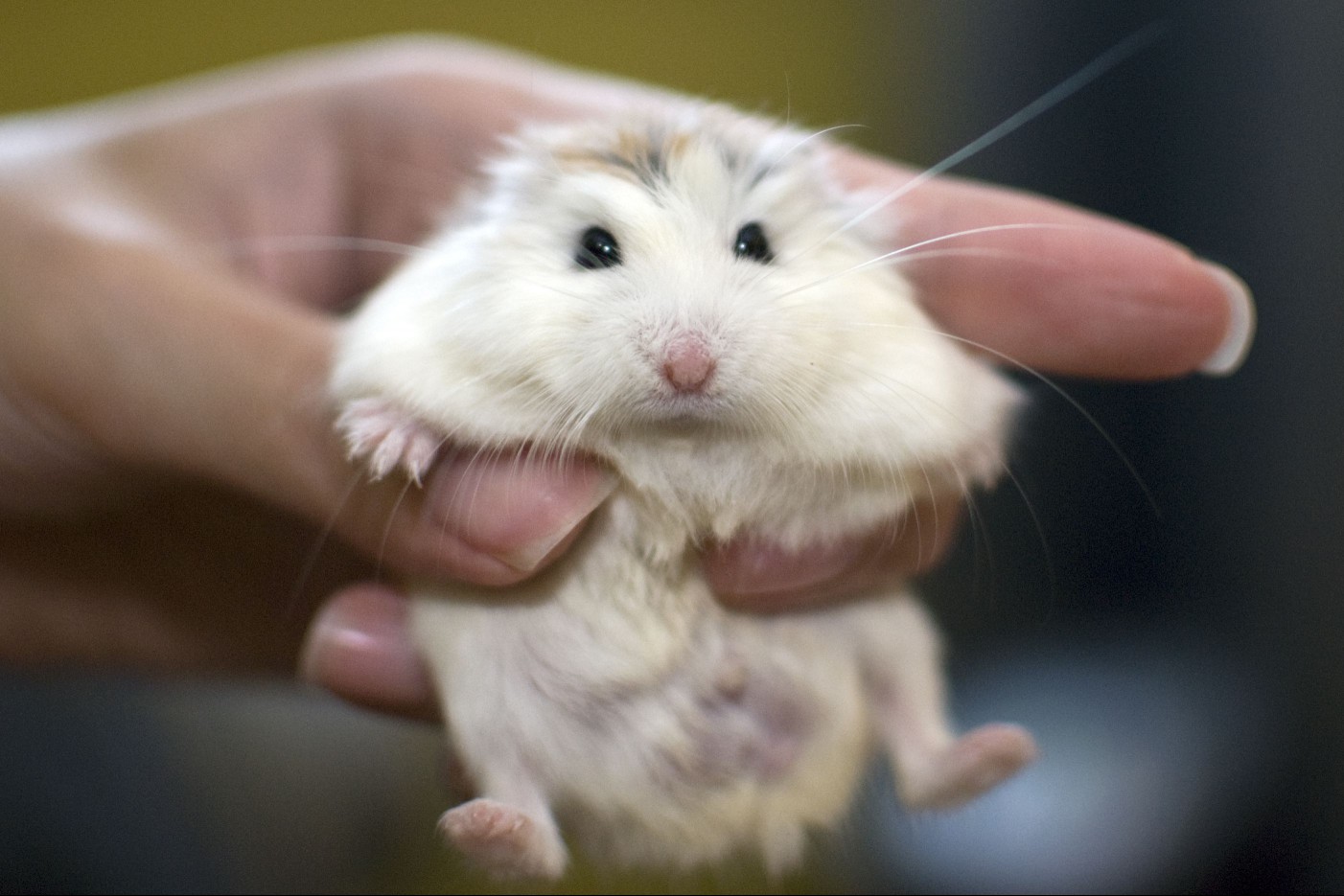 A white face roborovski Dwarf hamster (pet) held