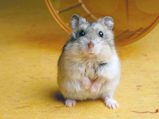 How to Stop Your Hamster From Biting