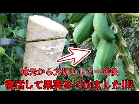 パパイヤの使い道、料理だけじゃない全活用レシピ5選