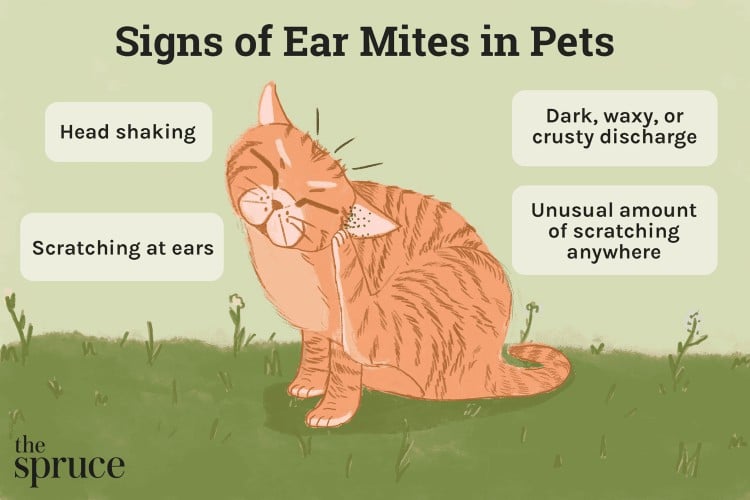 Illustration showing the various signs symptoms of ear mites in cats