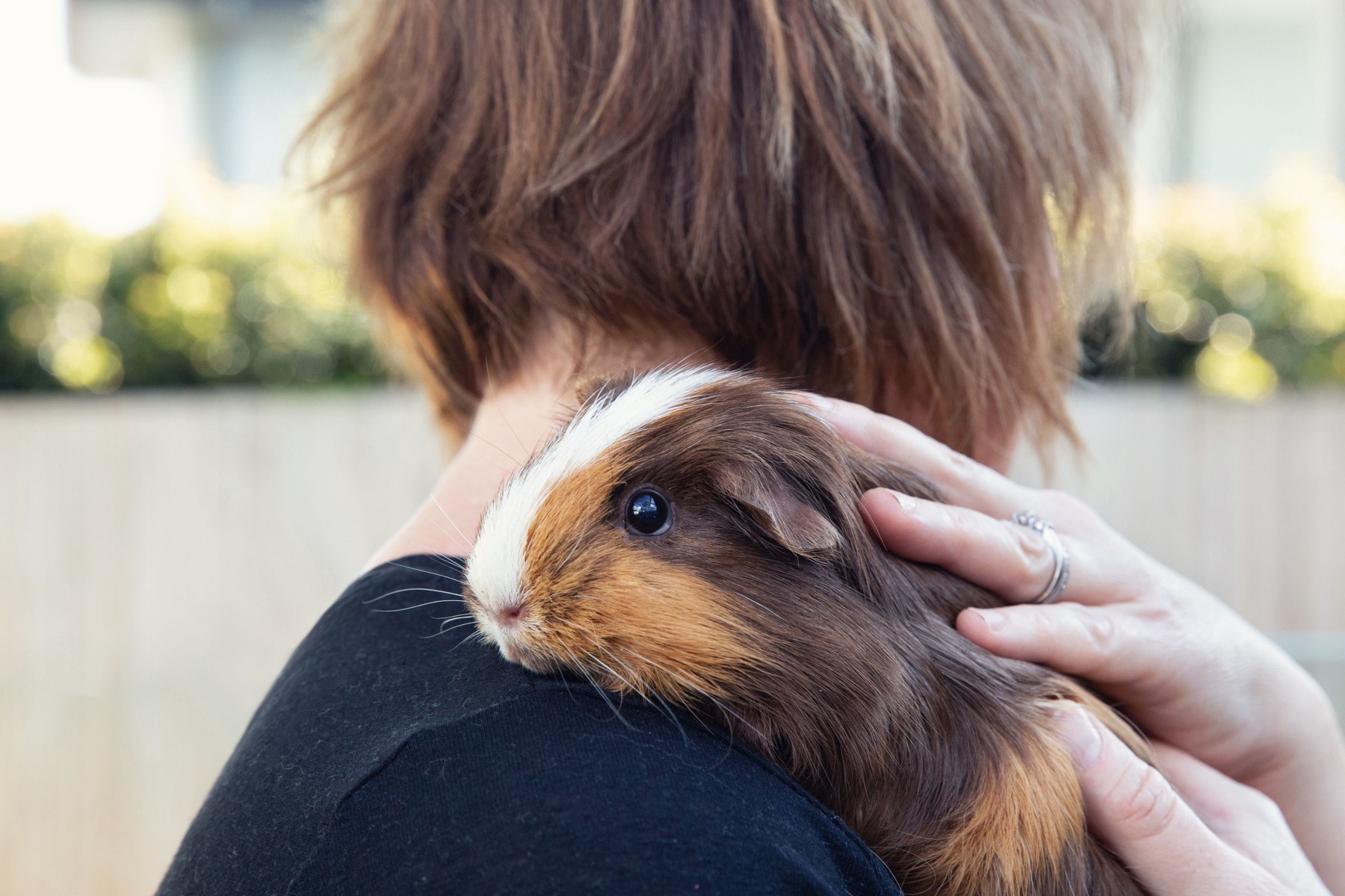 Guinea pig with brown and white hair resting on owner's shoulder