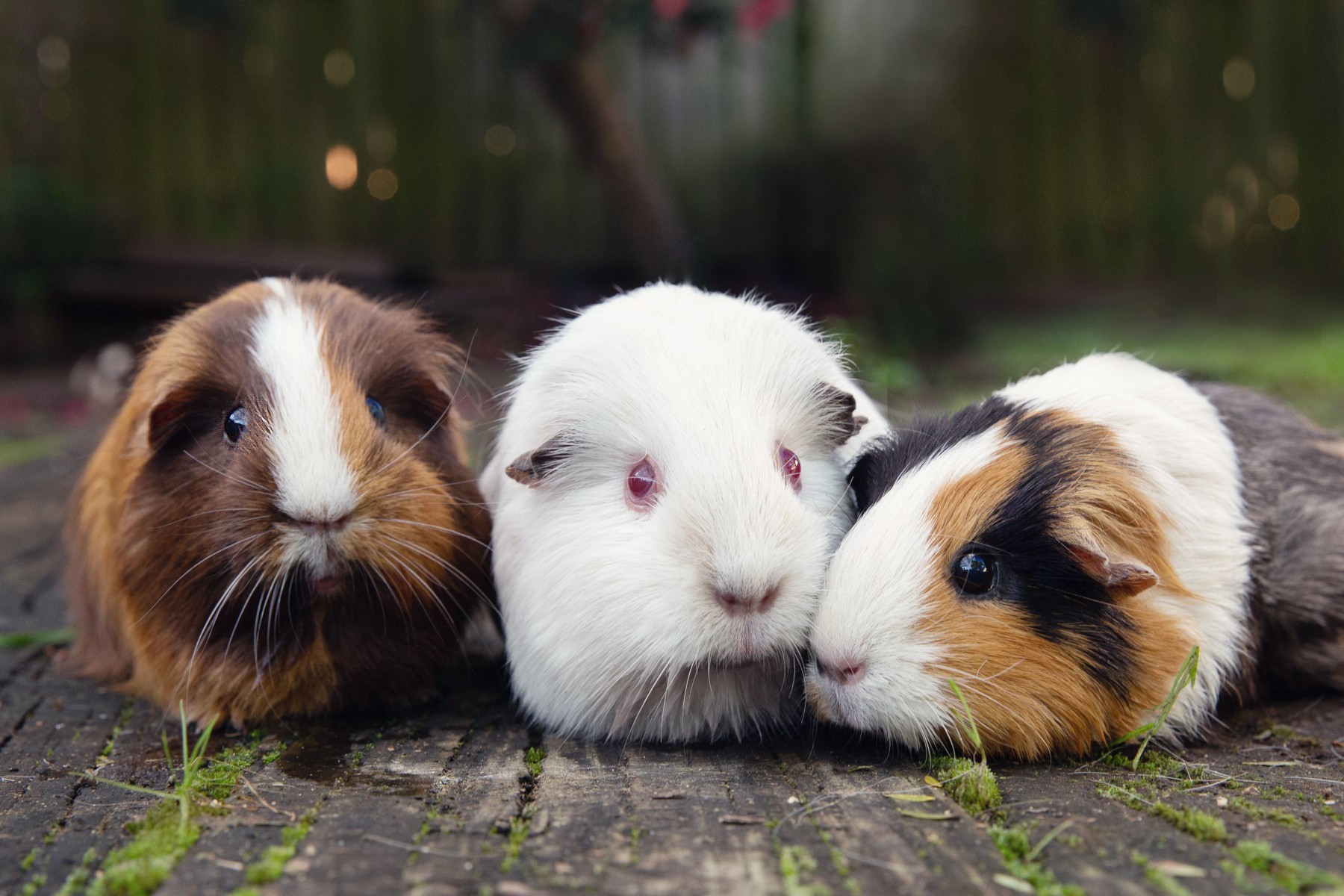 Three guinea pigs with brown and white hair, all white hair and a mix of brown, black and white hair