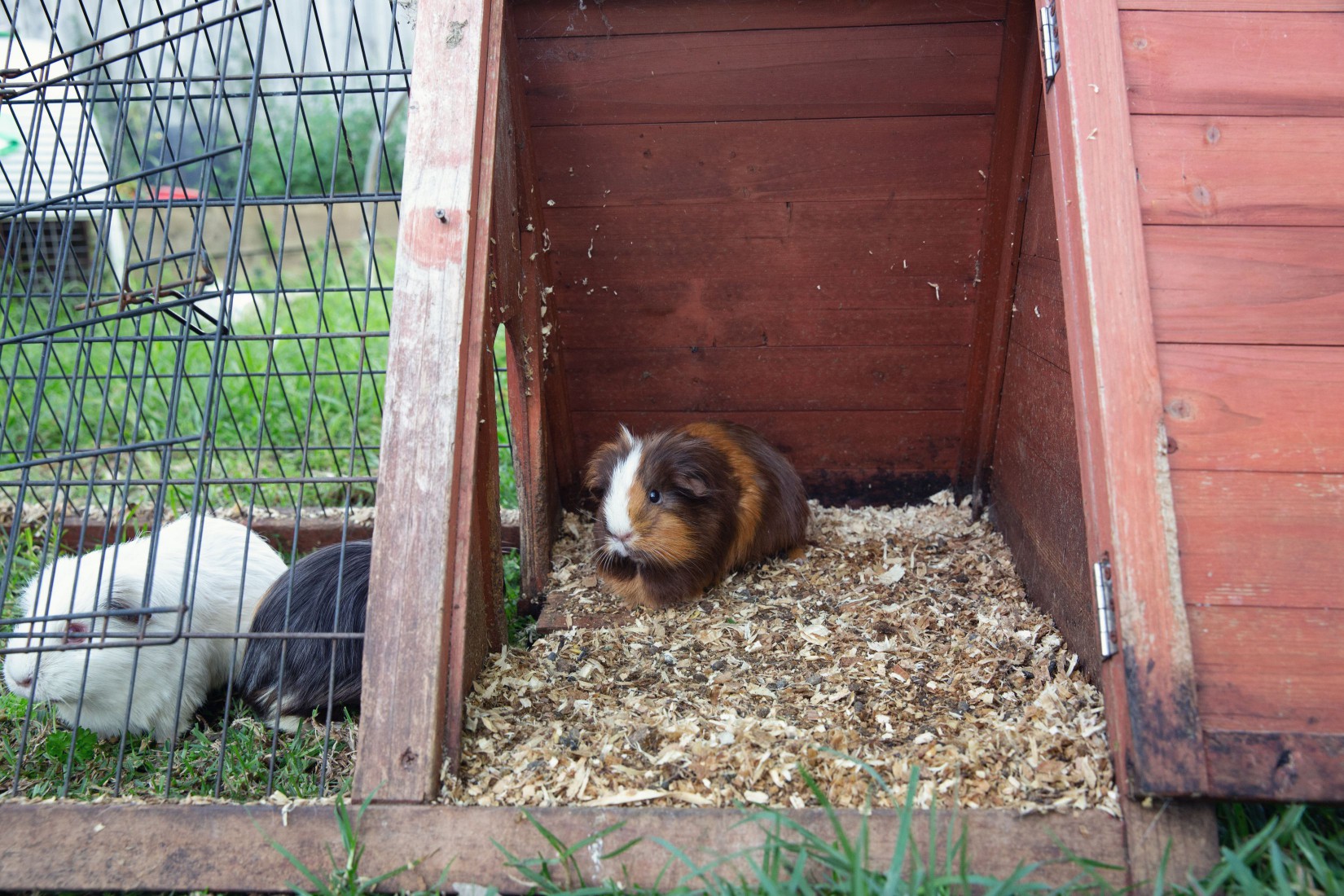 Guinea pigs sitting in a large cage with indoor and outdoor space