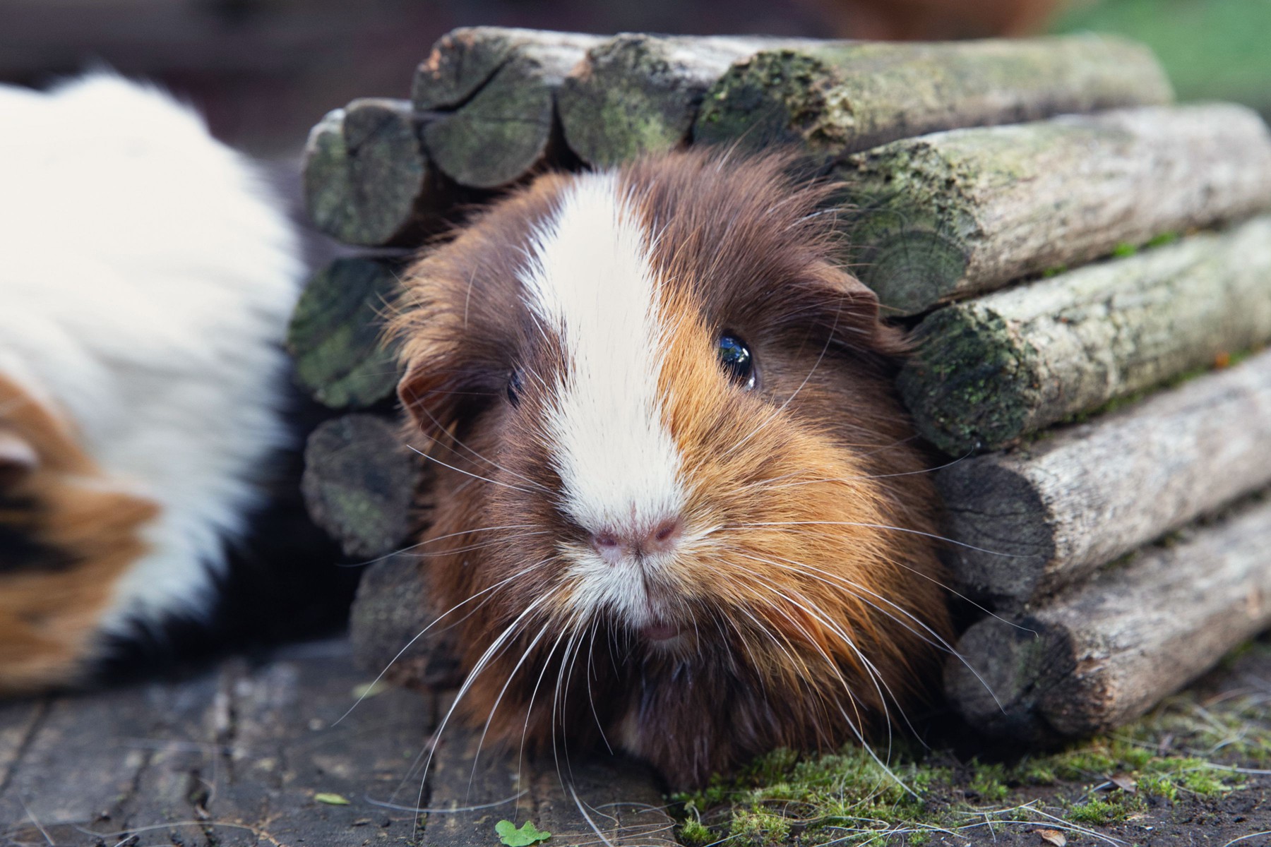 Guinea pig with brown and white hair poking its head out of wooden tunnel