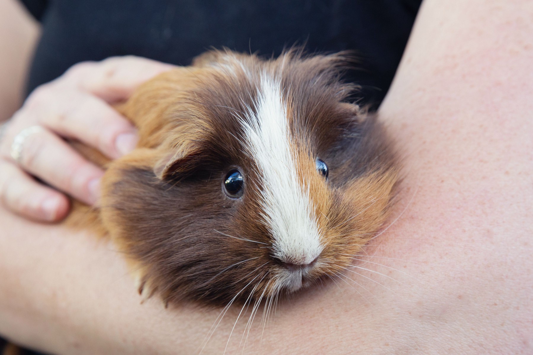 Brown and white guinea pig held in owner's arms while tame