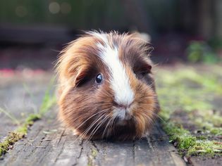 13 Things to Know Before Getting a Guinea Pig