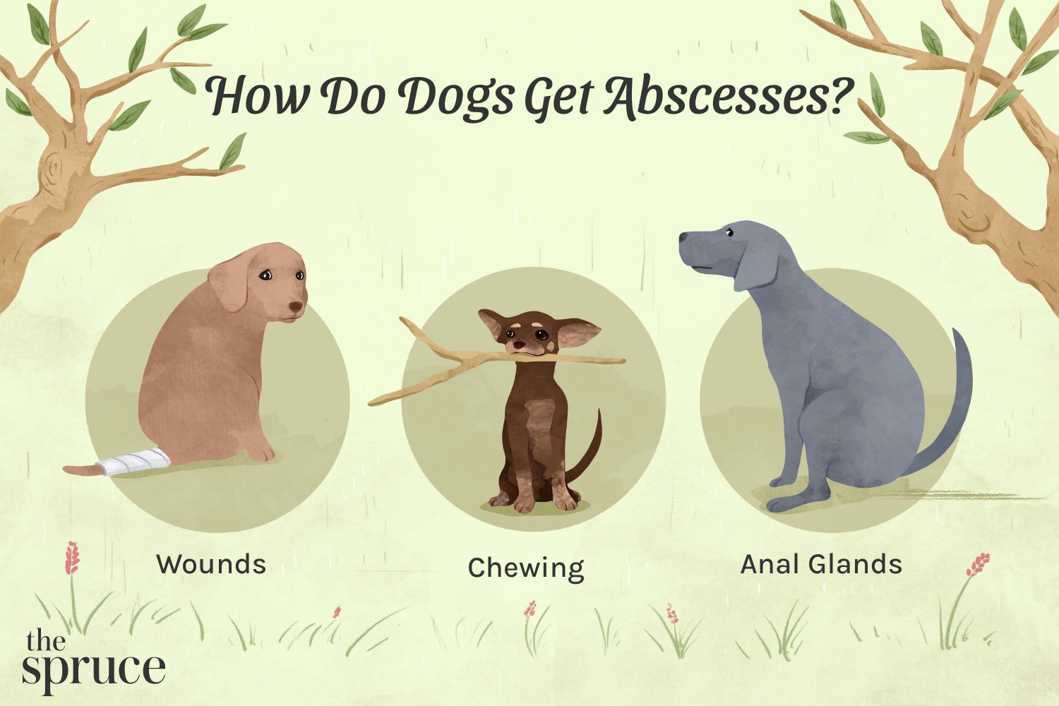 How do Dogs get Abscesses