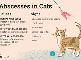 Abscesses in Cats