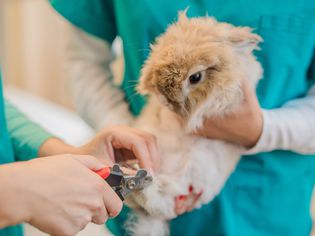 How To Trim Rabbit Nails