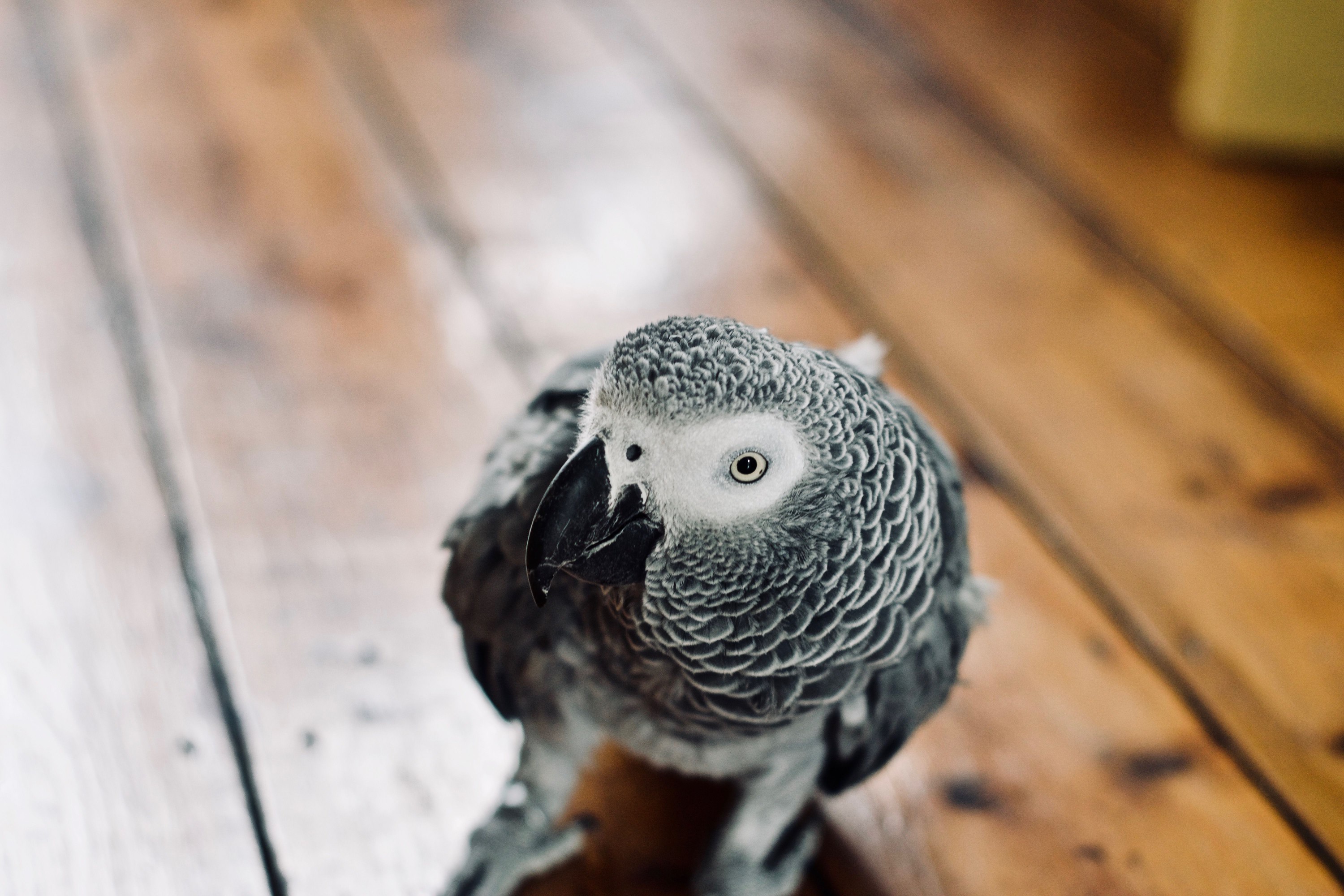 African Grey Parrot walking on a wood floor