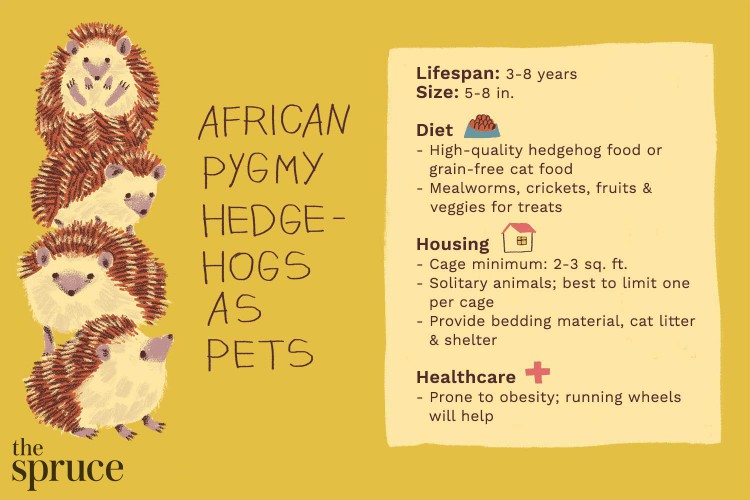 Illustration showing information about keeping an African pygmy hedgehog as a pet