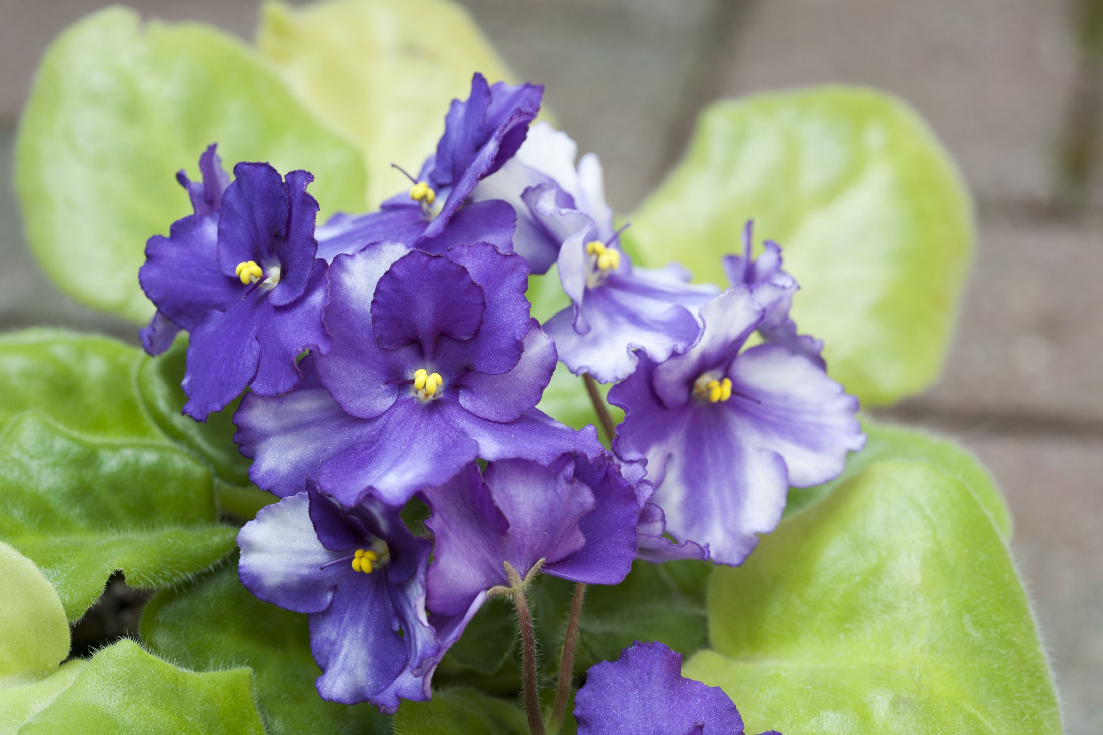 African violet plant with blooming purple flowers