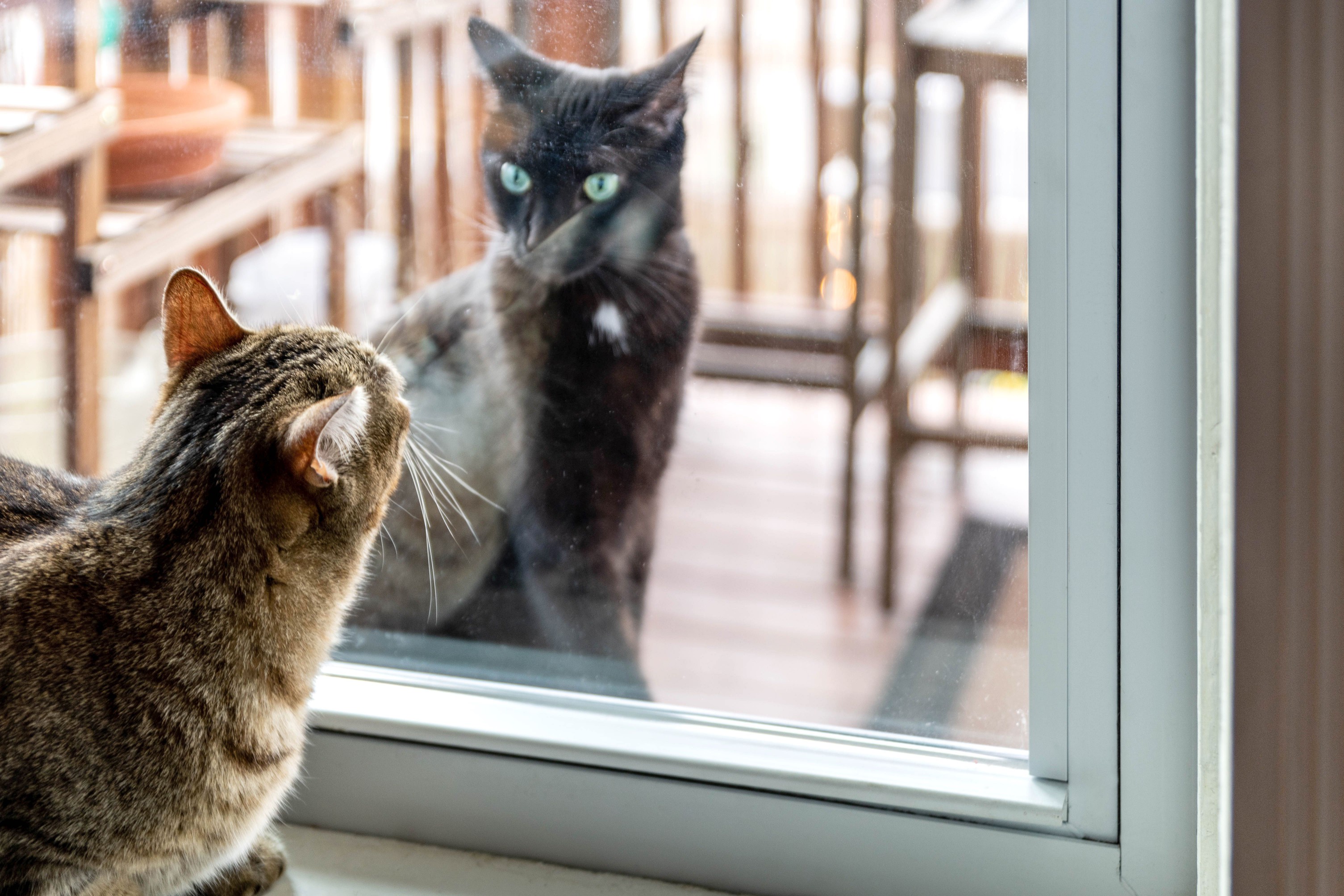 Strange cat outside glass sliding door in front of brown cat