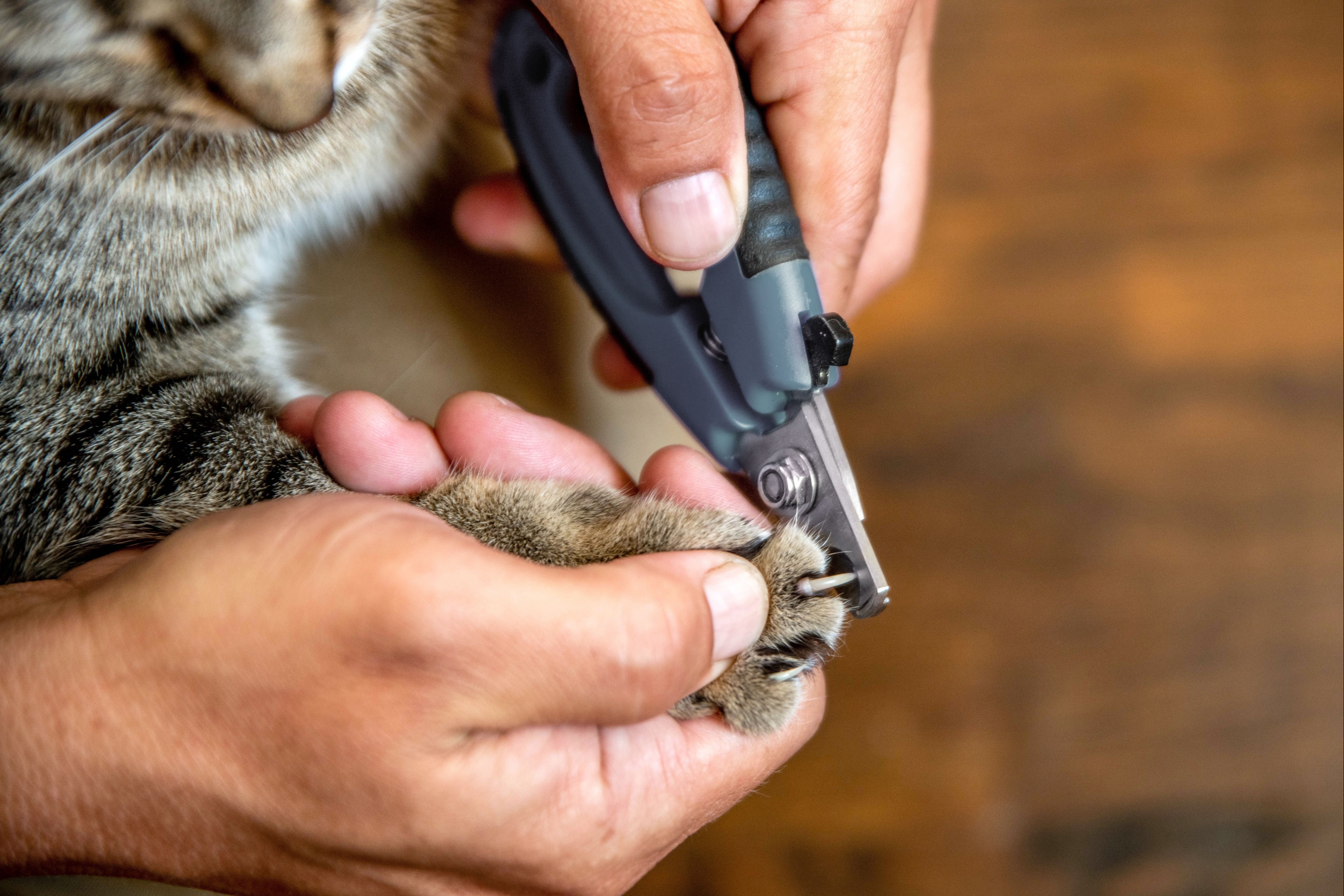 Cat's claws being trimmed with clippers closeup