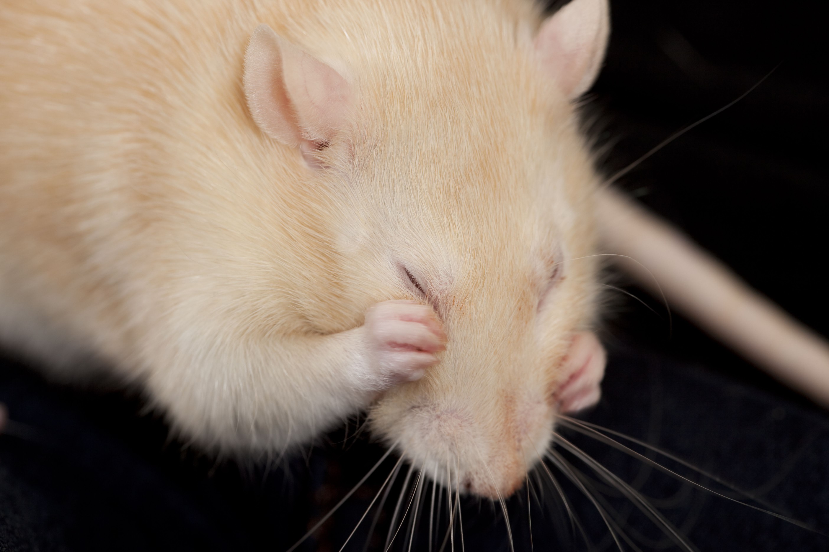 Albino Rat