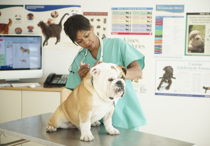 Allergy Shots for Dogs: Another Way To Relieve an Itchy Pup
