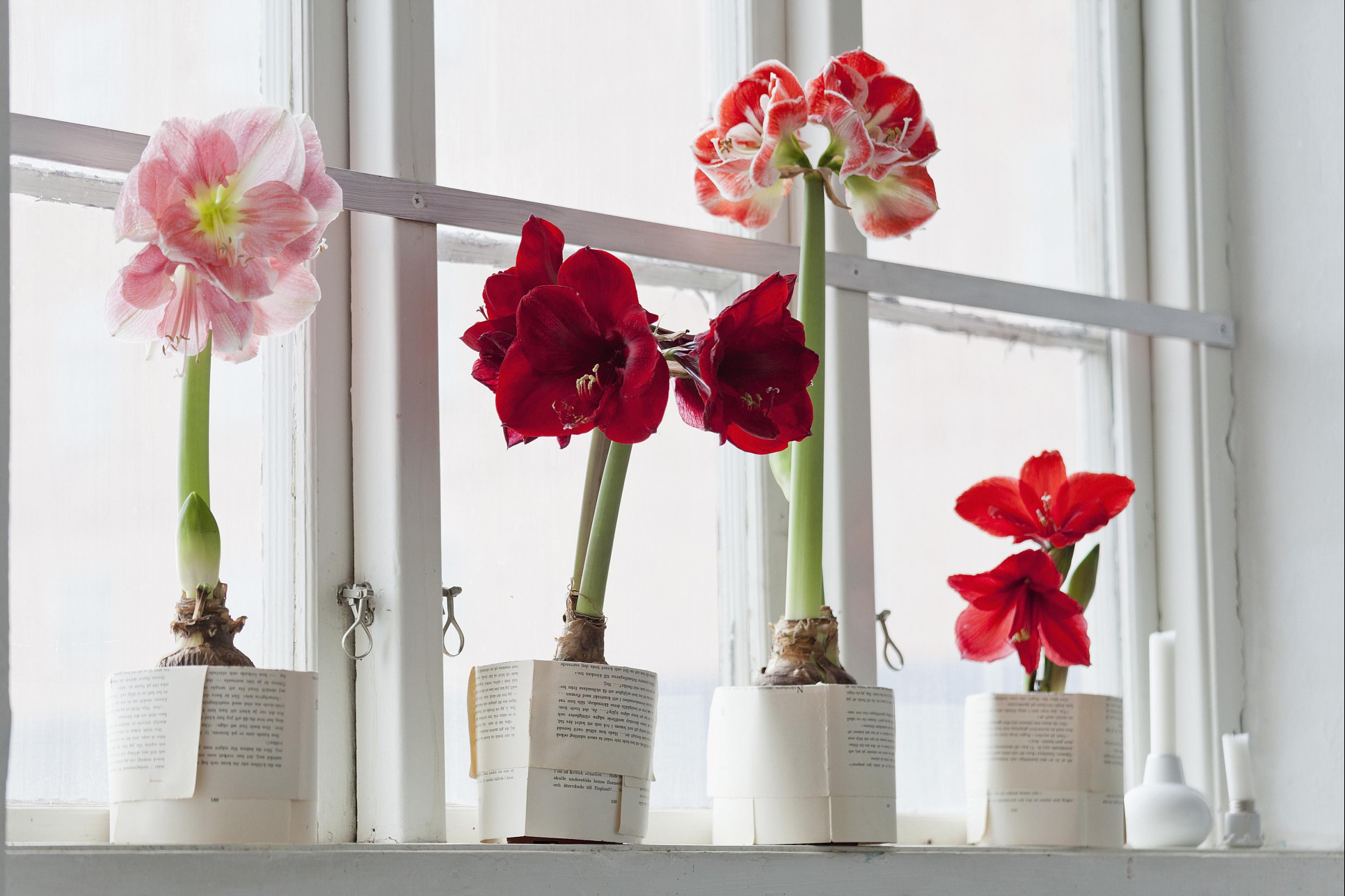 four containers of amaryllis flowers sitting on a windowsill