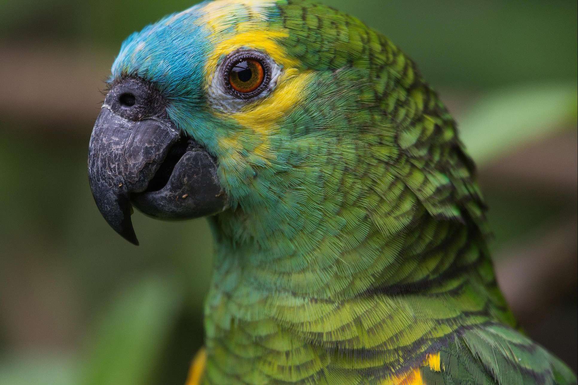 Amazon parrot