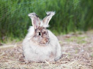 Angora Rabbit Breed Profiles