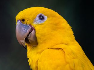 Golden Conure (Queen of Bavaria Conure)