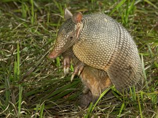 Should You Keep an Armadillo as a Pet?