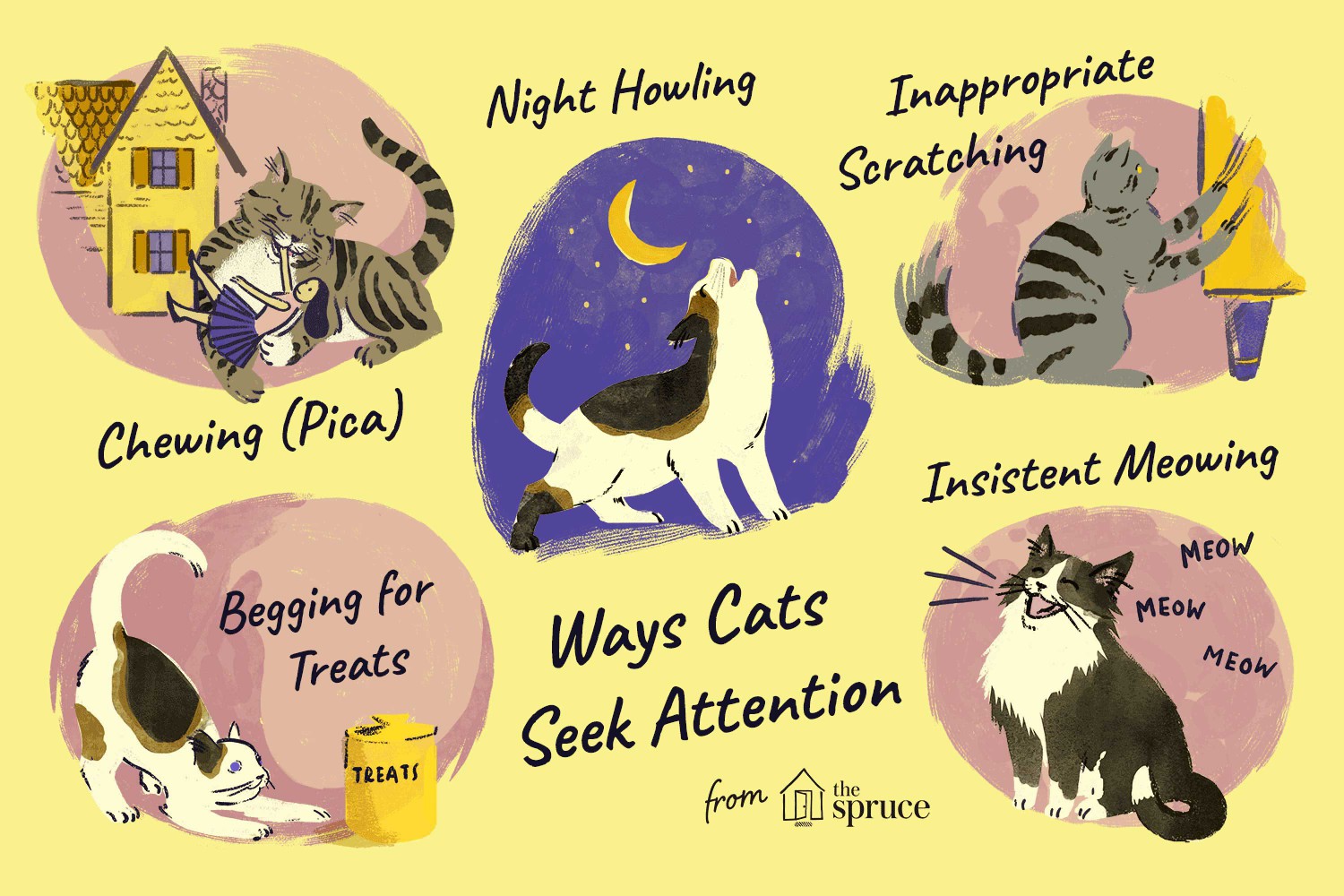 Ways Cats Seek Attention
