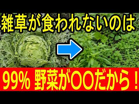 オポッサムは敵じゃない？農家が教える庭の害虫駆除と被害を防ぐ5つのコツ