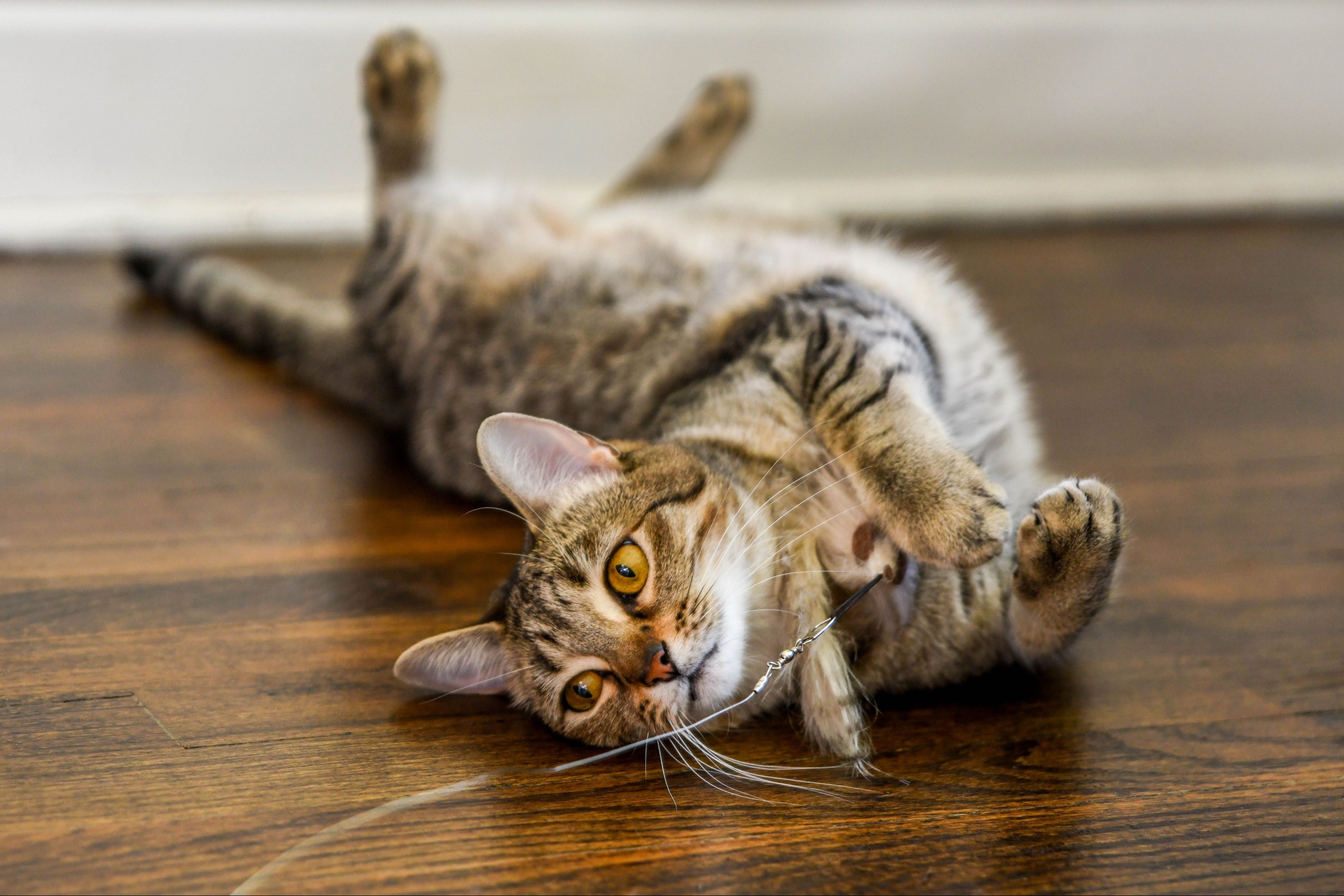 Cat upside down on floor playing with toy