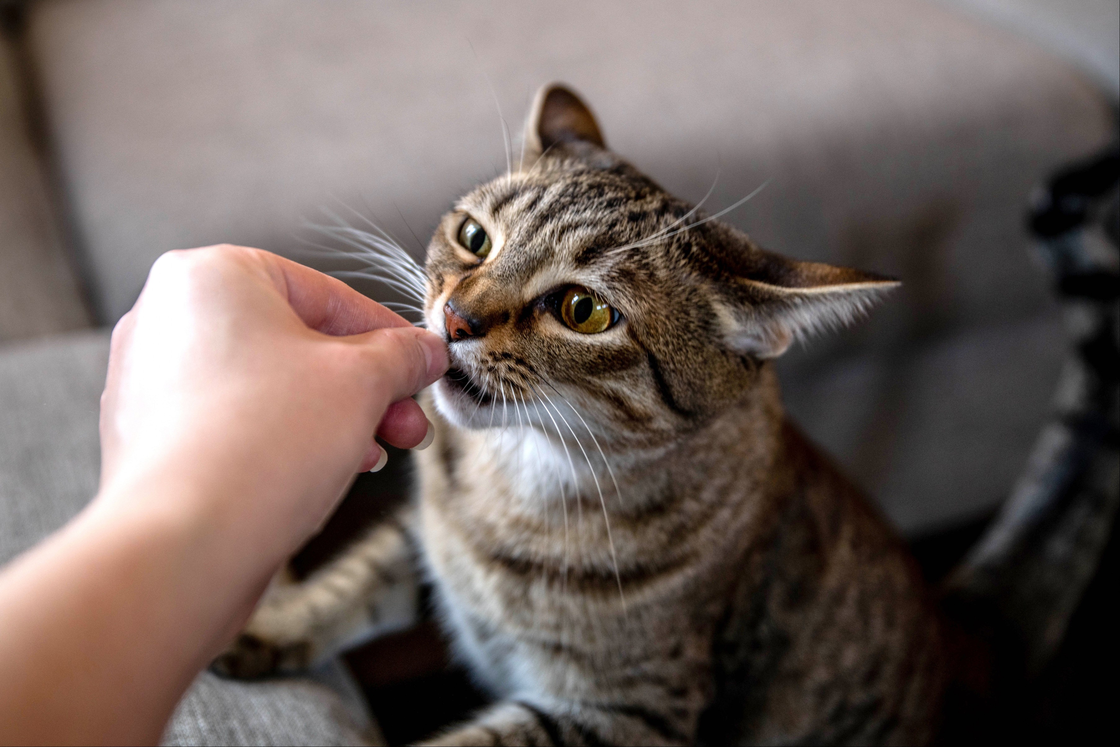 Cat being given treat by owner
