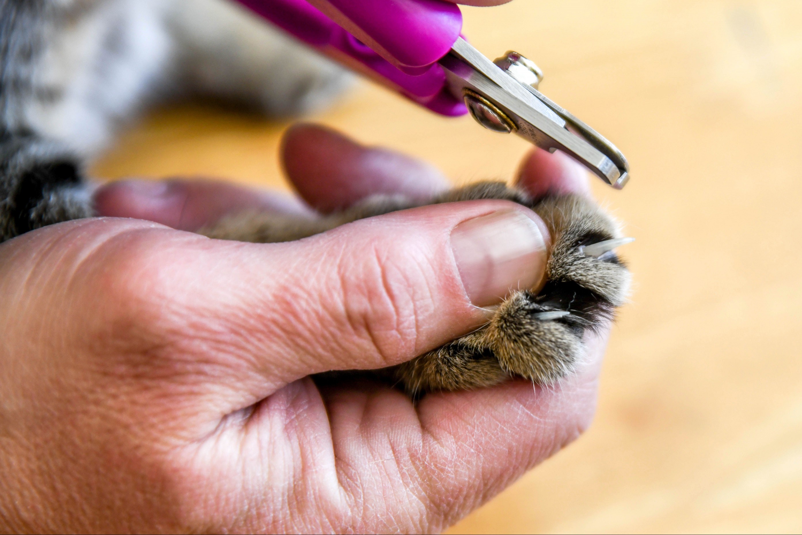 Cats nails being trimmed by owner