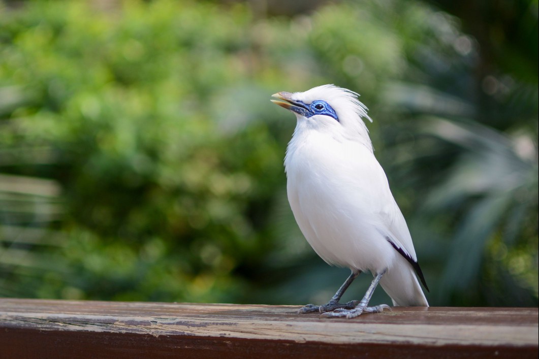 critically endangered Bali mynah perched on a wooden ledge in front of vegetation