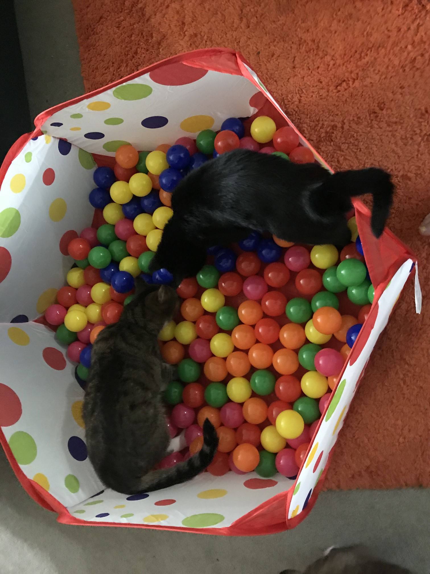 two cats explore ball pit
