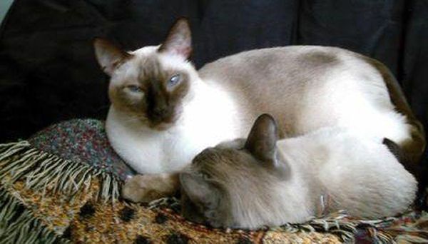 Picture of Baloo, a Siamese Cat