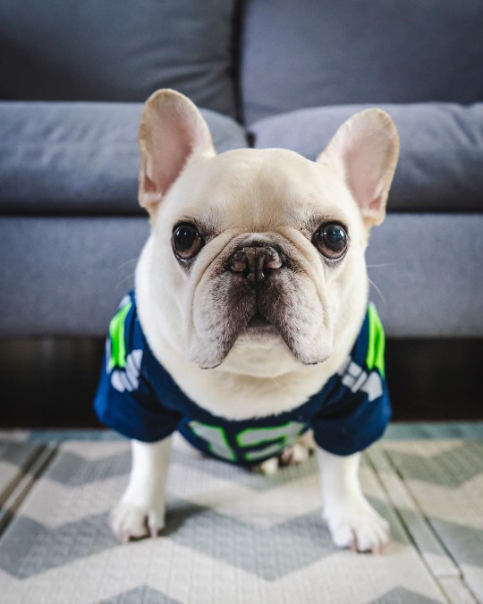 A white pug standing in front of a blue couch looking at the camera and wearing a Seahawks football jersey.