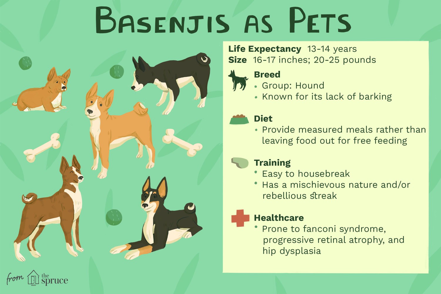 Basenjis as Pets