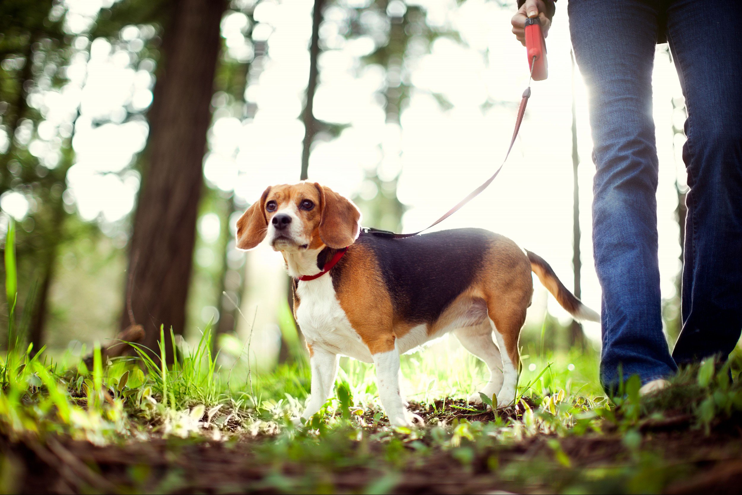 Beagle On Walk in Forest Park
