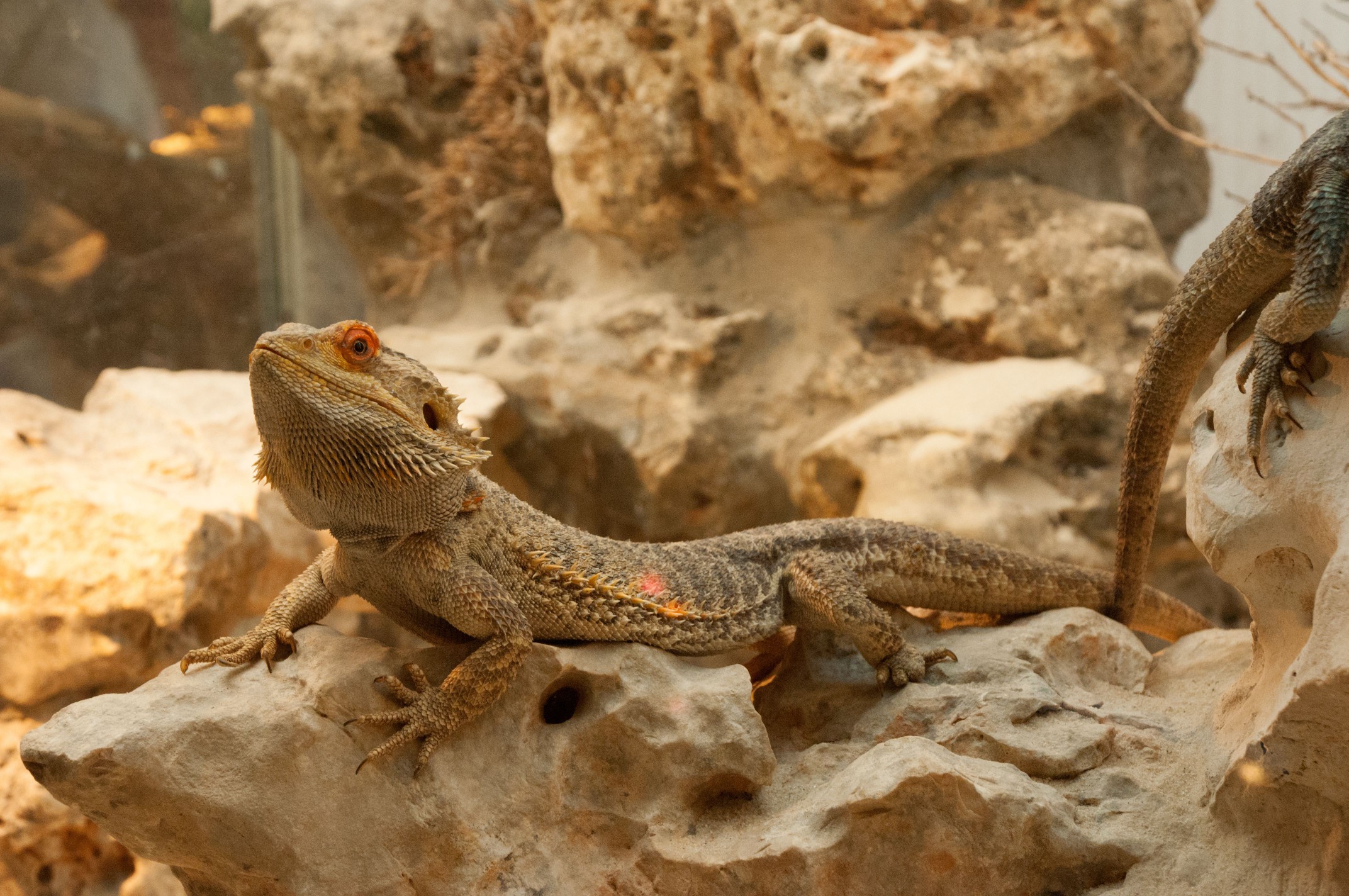 bearded dragon under a heater