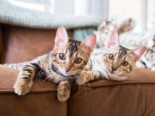 Cherry Eye in Cats