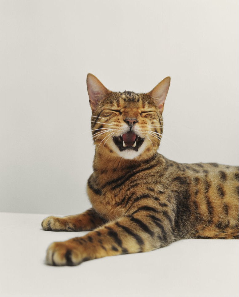 bengalcat.jpg