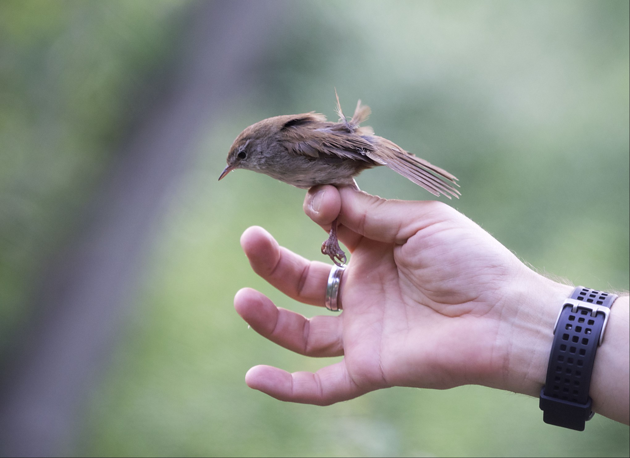 Bird trapped in mist net for bird banding, (Japanese Network). Black Redstart (Phoenicurus ochruros), famale, perched on a bare branch. Spain, Europe.