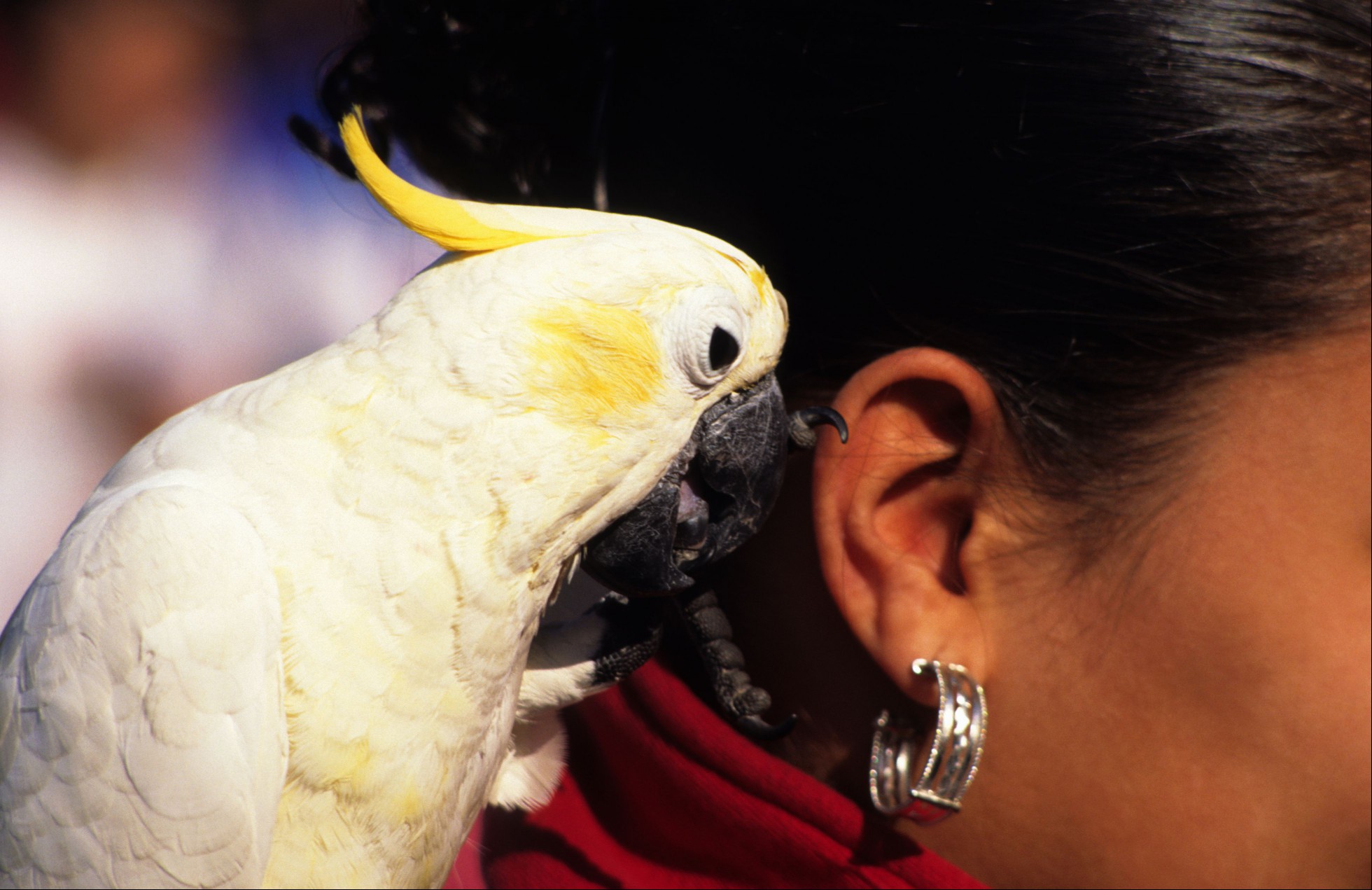 Bird (White Parrot) talking into a woman's ear.