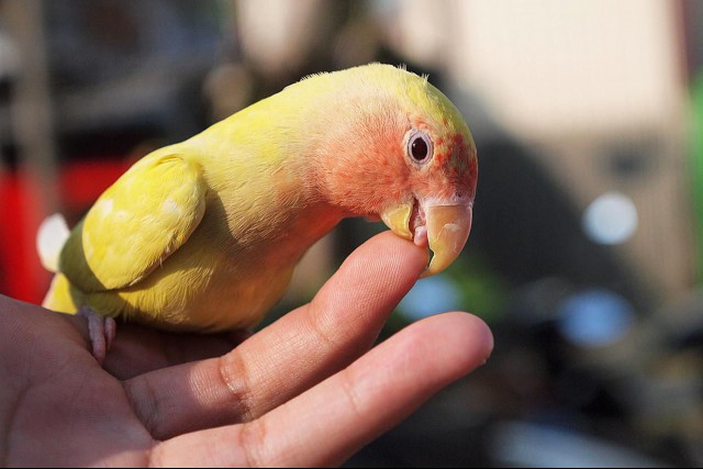 Yellow-red parrot biting man's finger while sitting on it.