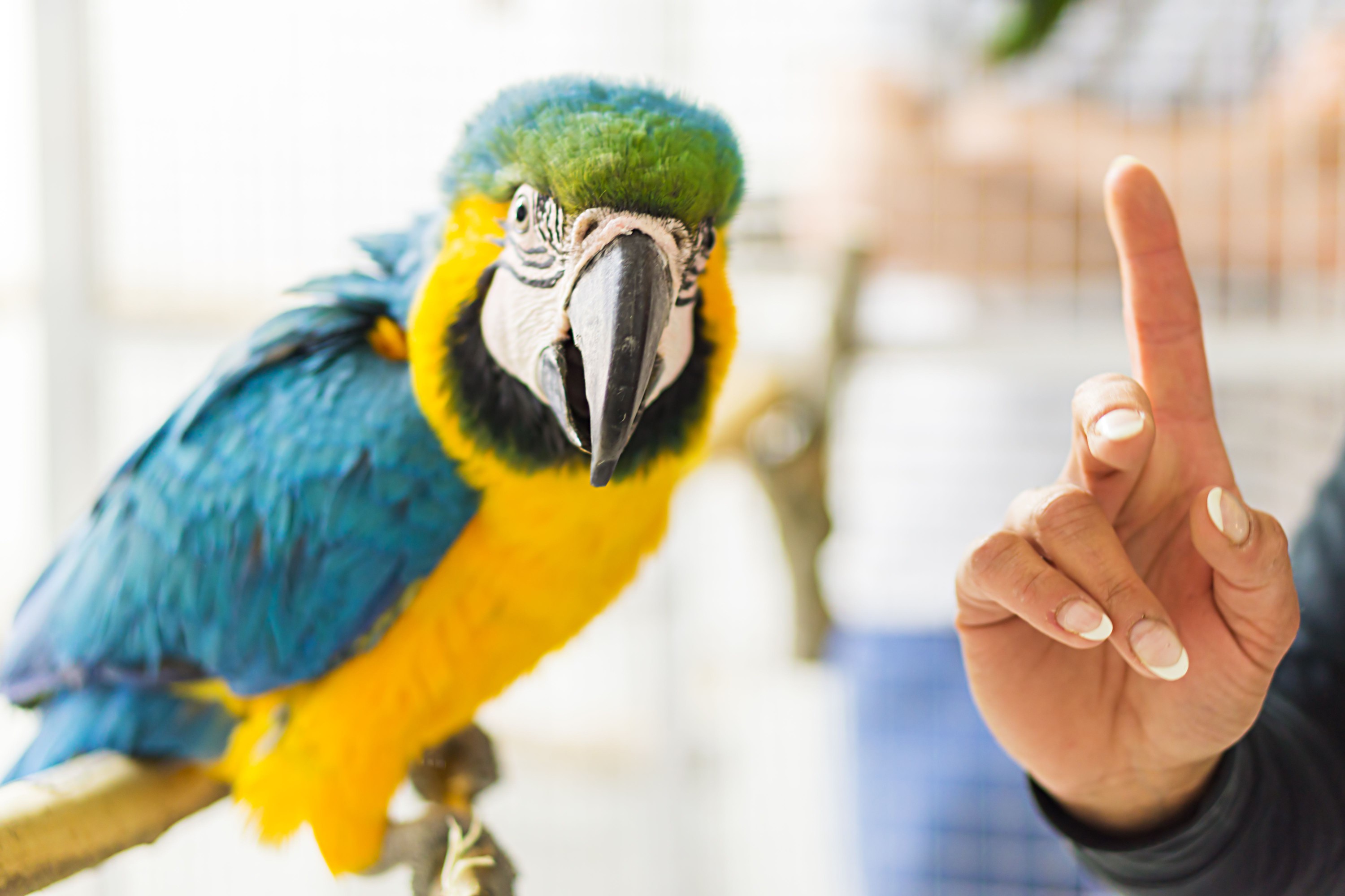 Talking macaw
