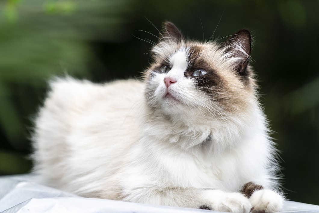 Birman cat, Italy.