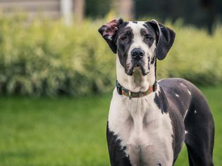 Great Dane: Dog Breed Characteristics & Care