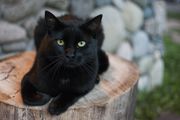 Black Cat on Tree Stump