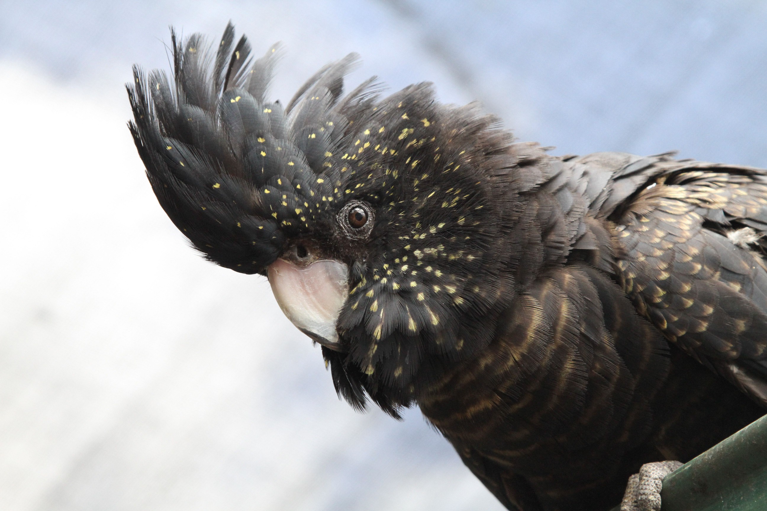 Black Cockatoo